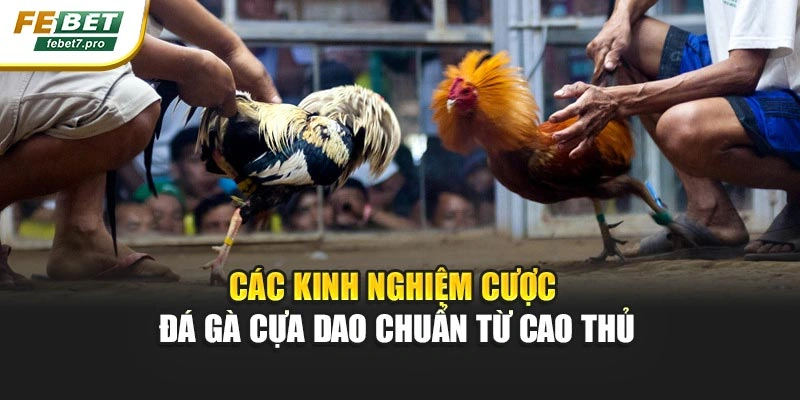 Các kinh nghiệm cược đá gà cựa dao chuẩn từ cao thủ
